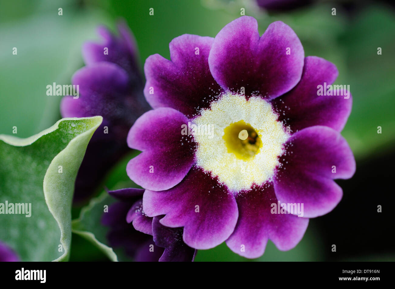 Auricula Primel, blühen im Garten Grenze Mai Stockfoto