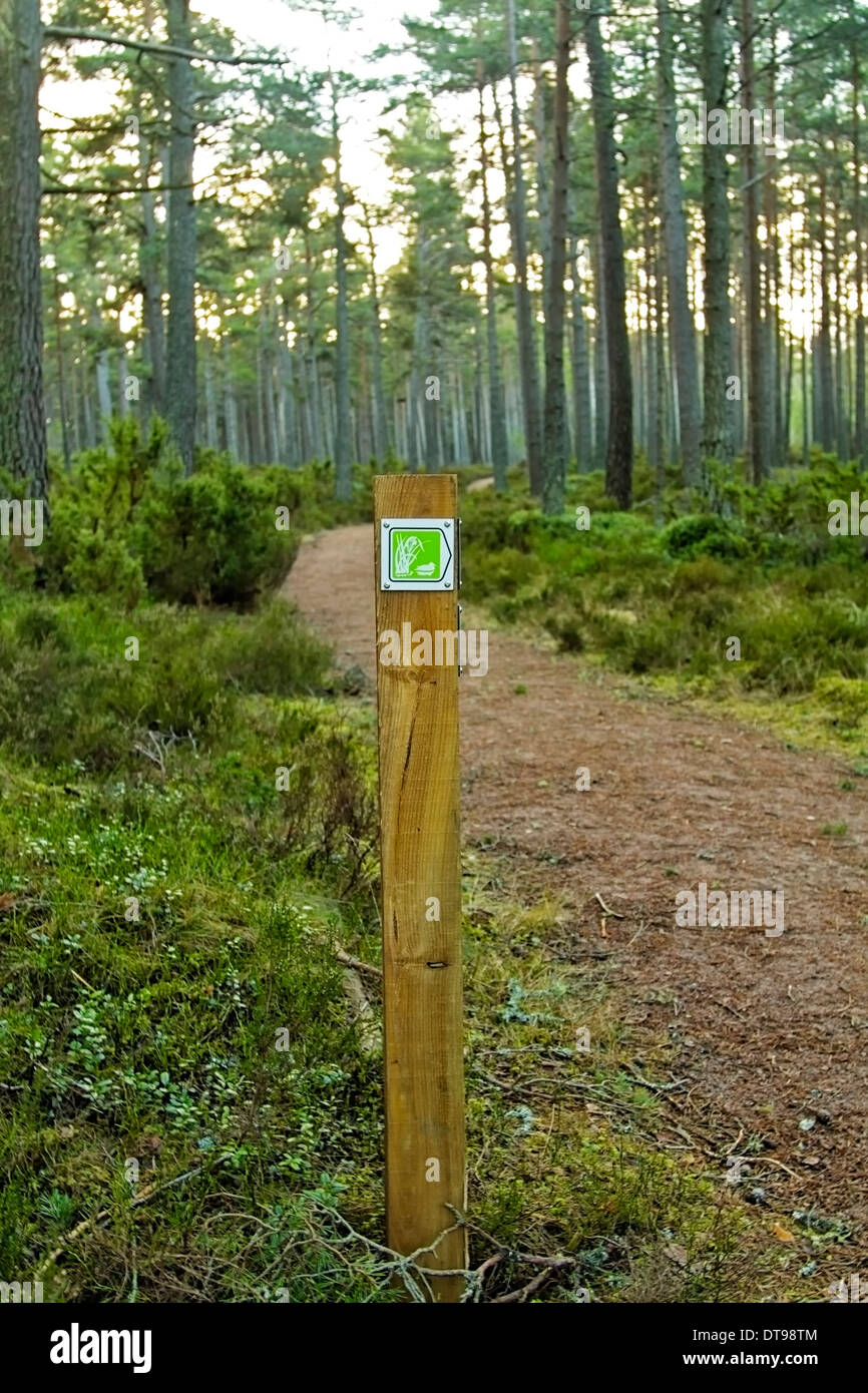 Wegpunkt für Pfade in Dell Woods National Nature Reserve in Nethy Bridge in den Cairngorms National Park, Schottland. Stockfoto