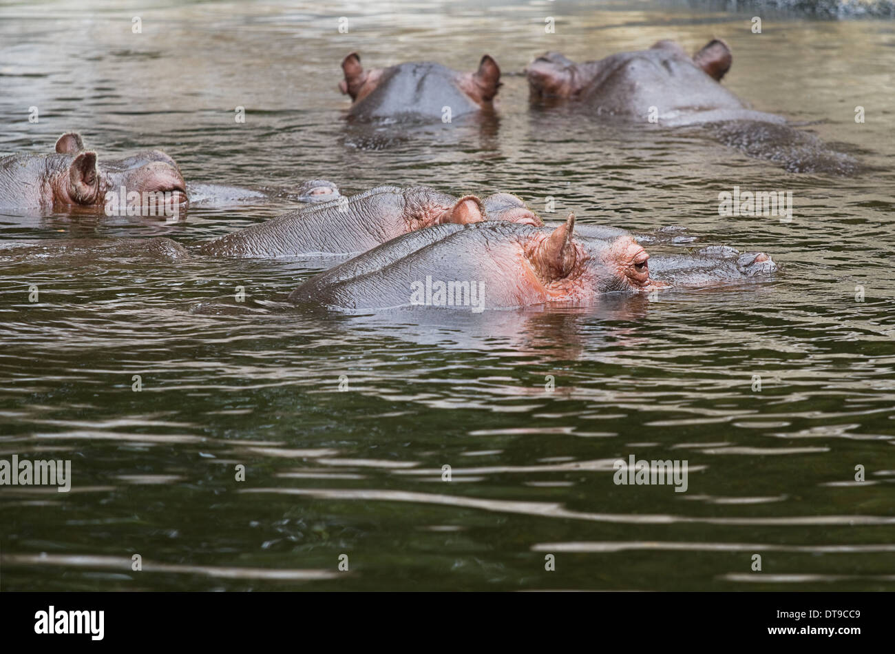 Hippo, Flusspferd oder Hippopotamus amphibius Gruppe entspannen im Wasser. Nilpferd ist ein sehr gefährliches Tier Stockfoto