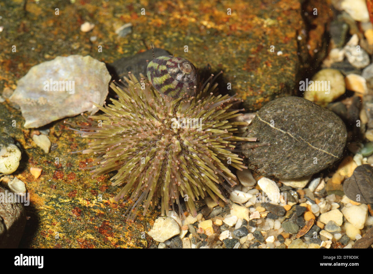 Grüne Urchin, Psammechinus Miliaris, im Rockpool, Sennon Cove Cornwall UK November Stockfoto