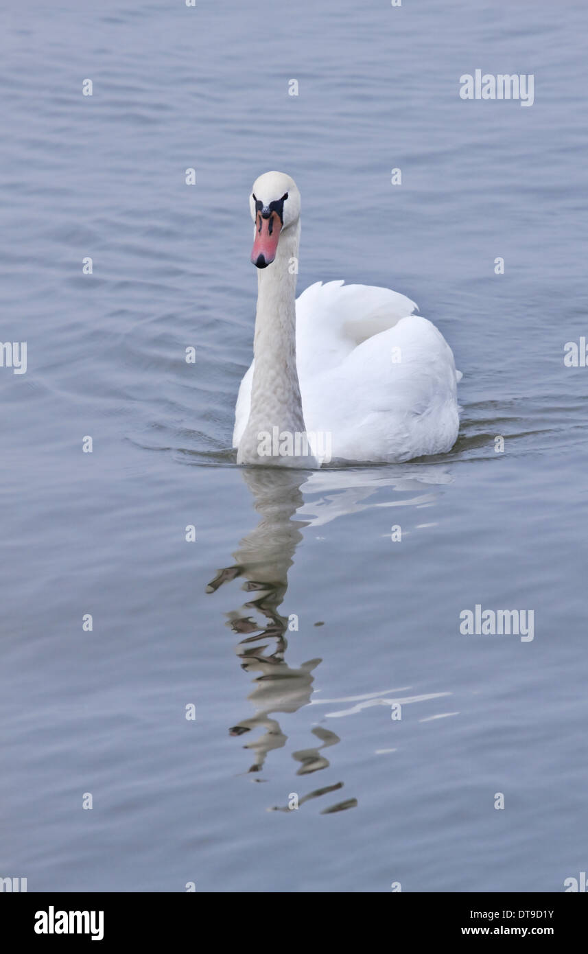 Höckerschwan weiß oder Cygnus Olor mit Reflexion am nebligen Morgen schwimmen Stockfoto Höckerschwan weiß oder Cygnus Olor mit Reflexion am nebligen Morgen schwimmen Stockfoto