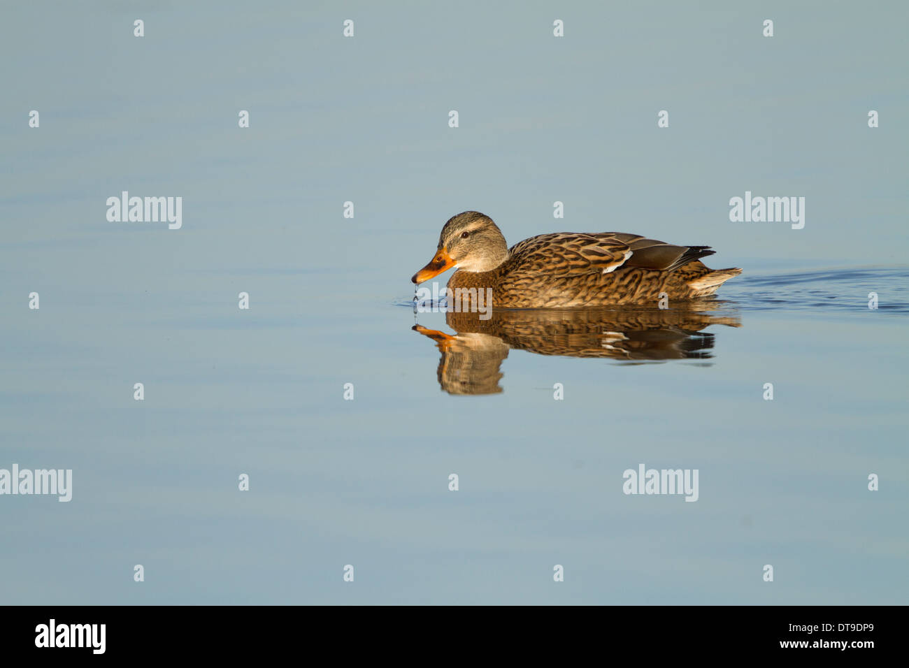 Mallard Ente (Anas Platyrhynchos) Erwachsenfrau, schwimmen auf dem Wasser, Slimbridge, Gloucestershire, Dezember Stockfoto