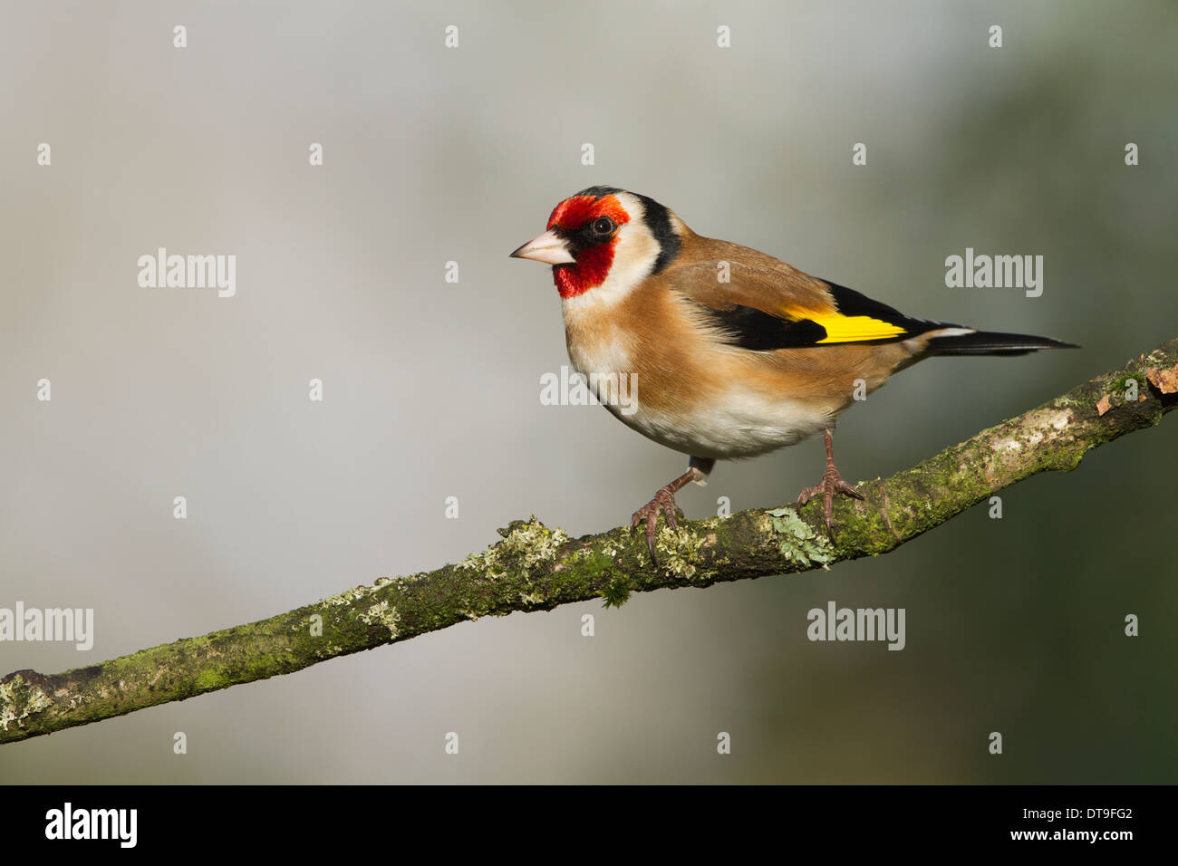 Europäische Stieglitz (Zuchtjahr Zuchtjahr), Männchen, thront auf einem Ast, Warwickshire, England, Januar Stockfoto