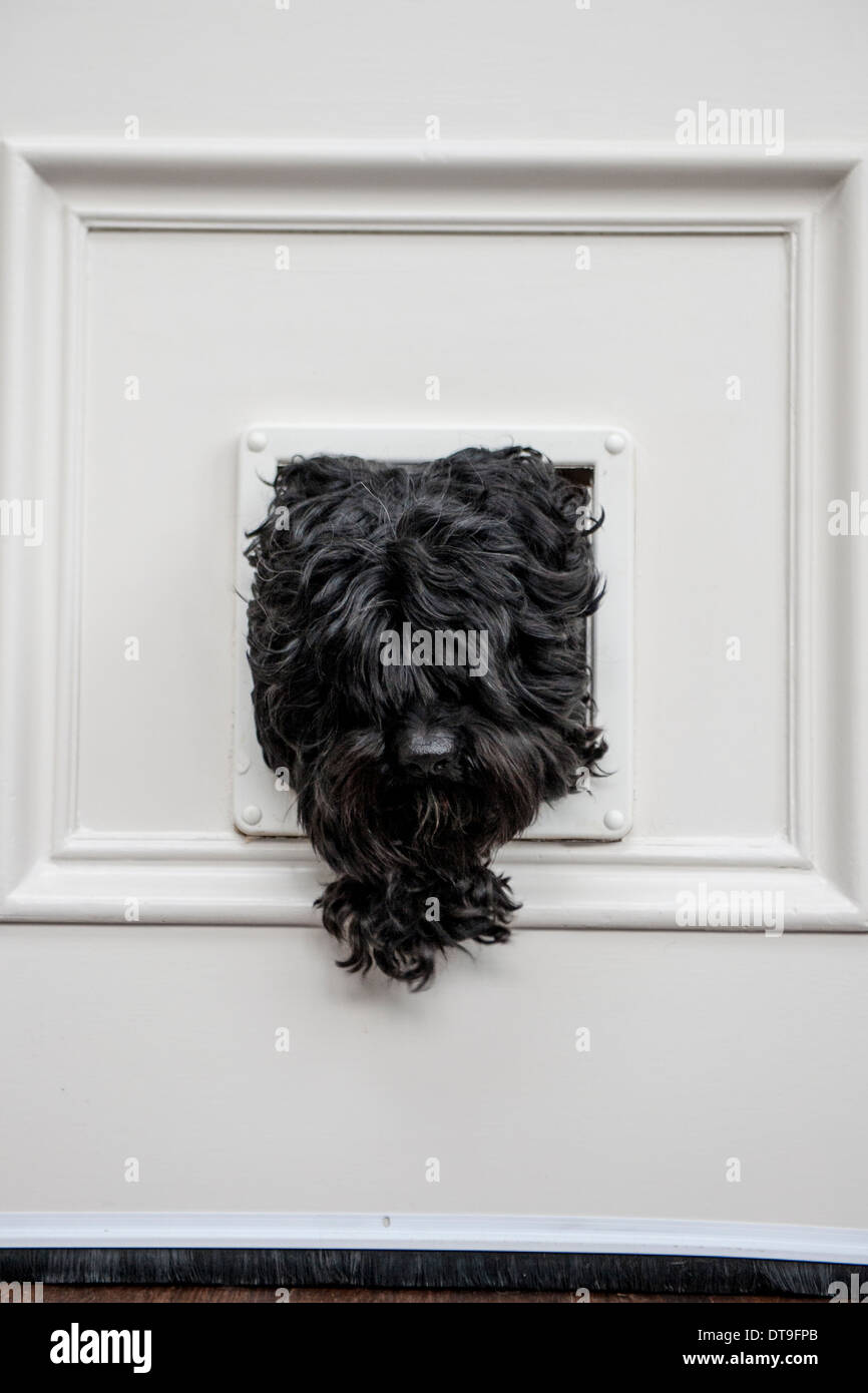Ein schwarzer Hund verwendet eine Katzenklappe ins Haus zu bekommen Stockfoto