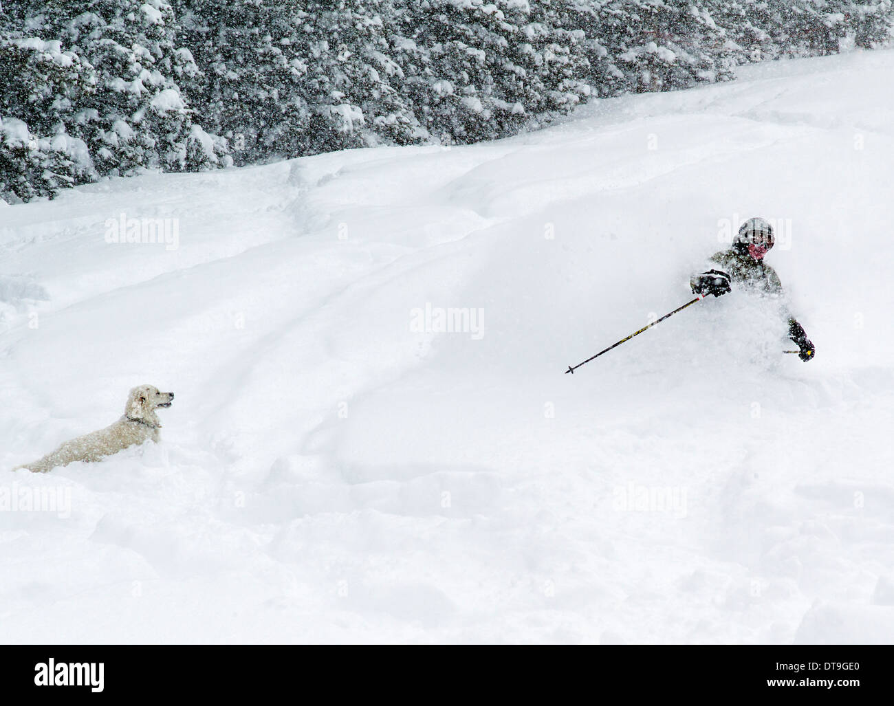 Platin farbige Golden Retriever Welpe (10 Monate) Gruß Skifahrer & Snowboarder im frischen Pulverschnee. Stockfoto