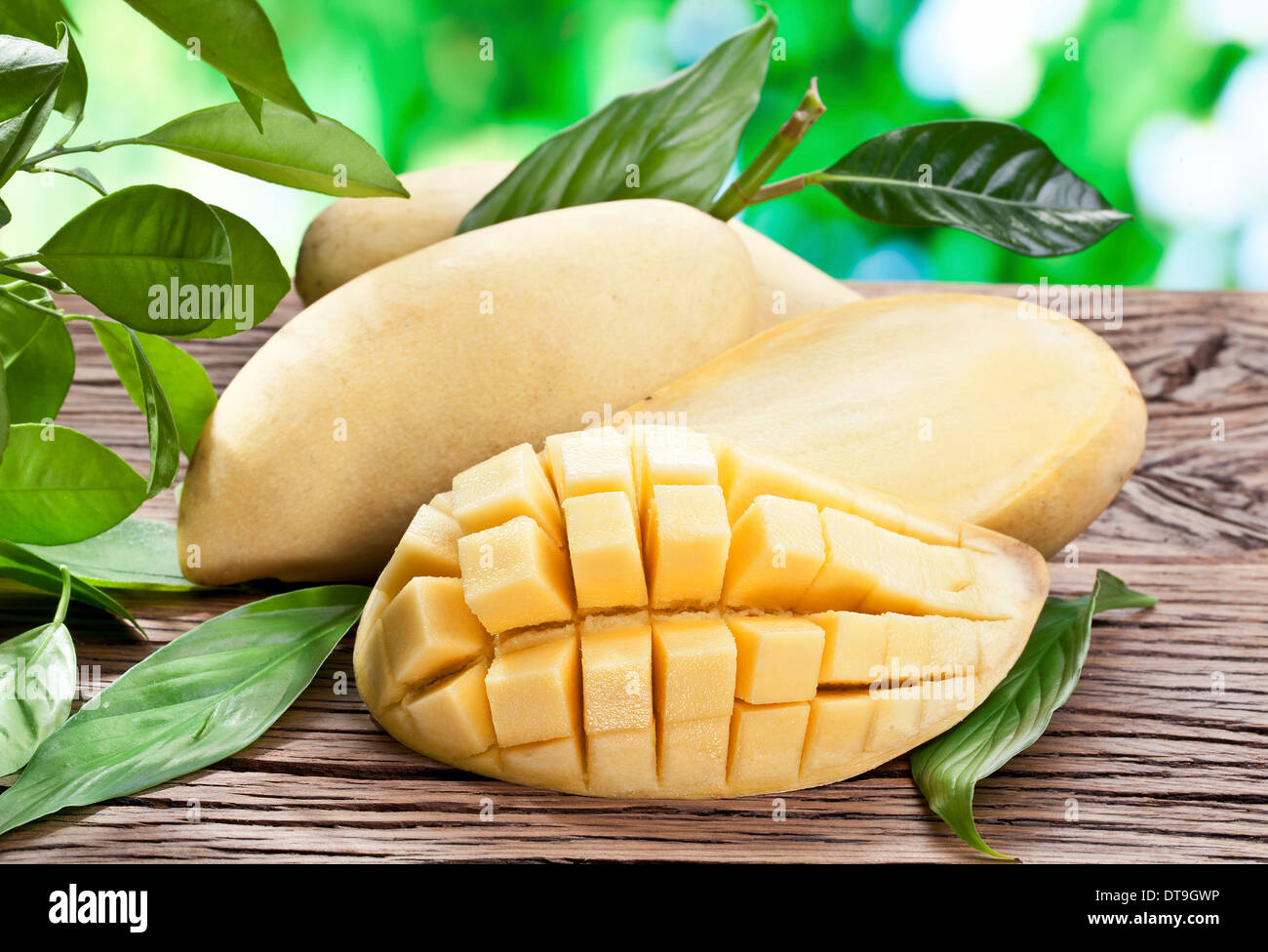 Mango-Früchte auf einem Holztisch mit dunkelgrünem Laub auf dem Hintergrund. Stockfoto