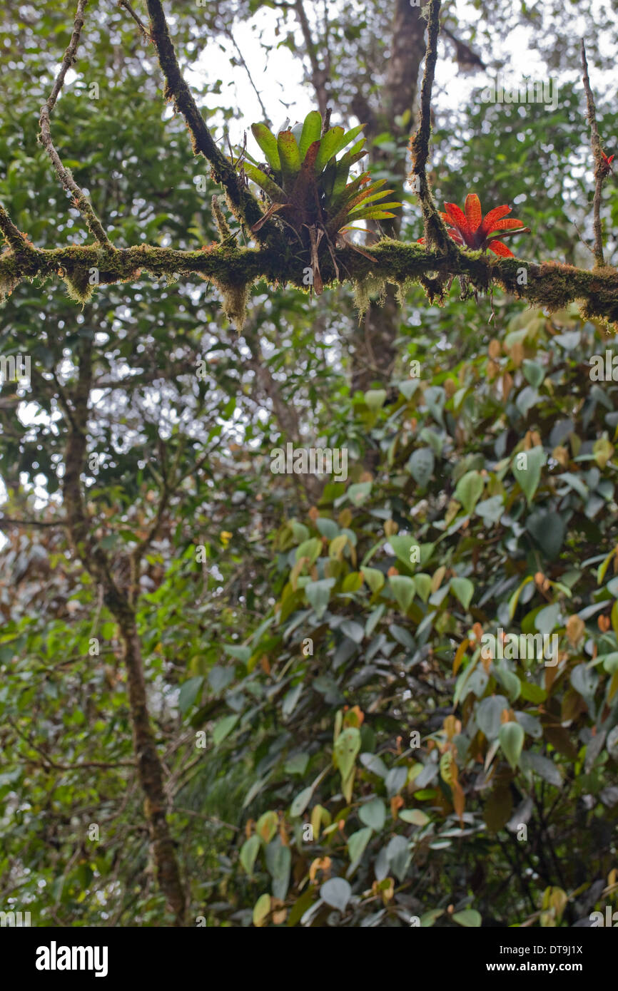 Bromelien und Moose; eine Pflanzengemeinschaft. Epiphyten. Wachsende und unterstützt durch ein Zweig der Wirtsbaum. Savegre. Costa Rica. Stockfoto