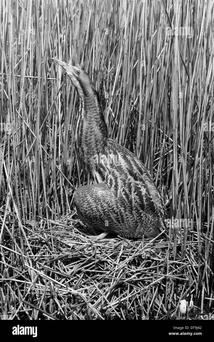 Rohrdommel im Nest, Minsmere Suffolk 1950. Von Eric Hosking genommen Stockfoto