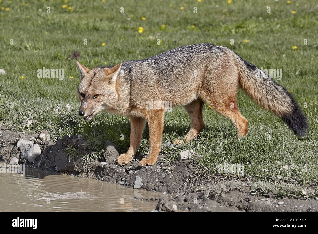 Culpeo Zorro (Lycalopex Culpaeus) Erwachsene trinken vom Straßenrand Pfütze Torres del Paine N.P südlichen Patagonien Chile November Stockfoto