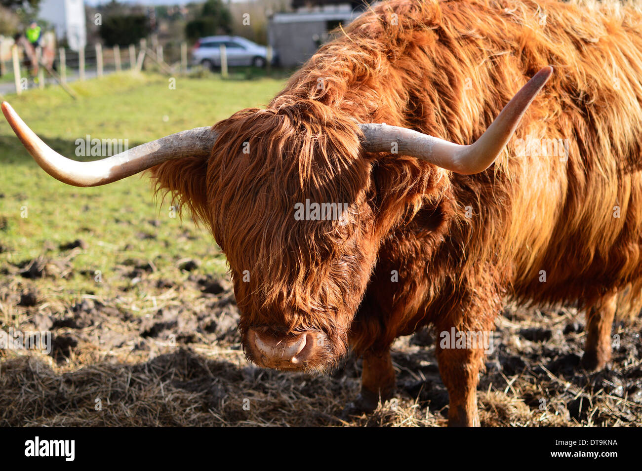 Highland-Kuh Stockfoto