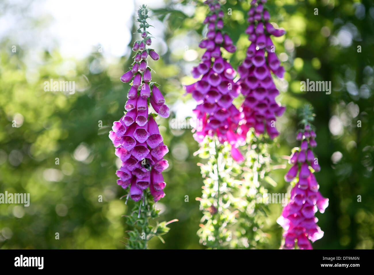 Digitalis Purpurea - gemeinsame Fingerhut Stockfoto