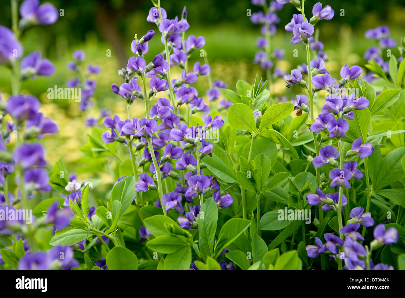 Indigo Pflanze Stockfotos und bilder Kaufen Alamy