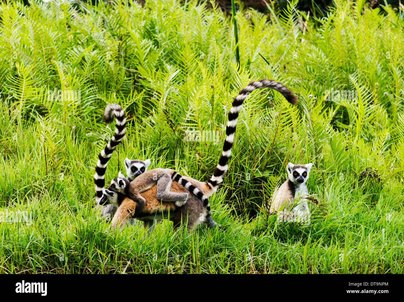 Ring-Tailed Lemuren in Madagaskar. Stockfoto