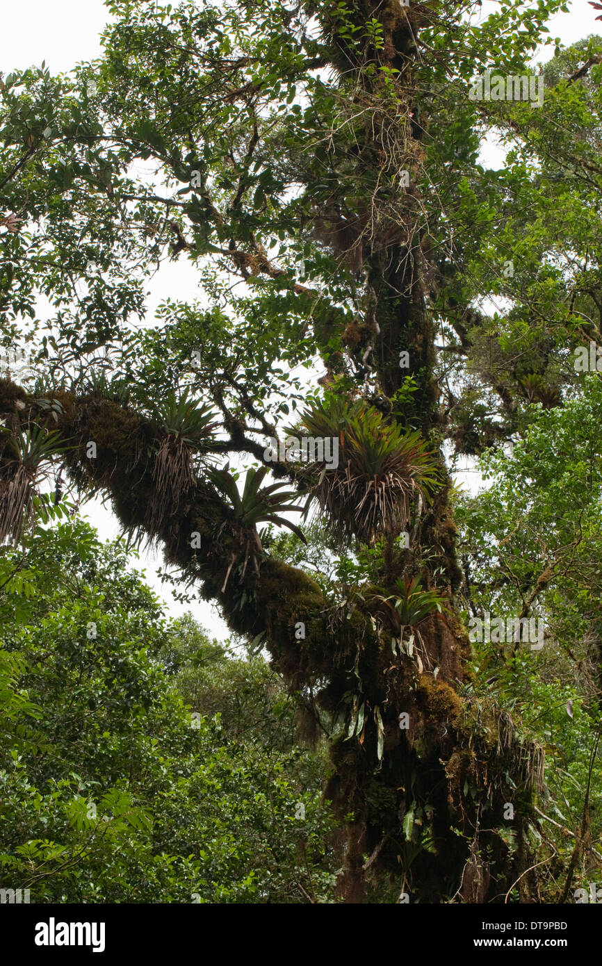 Epiphyten, Bromelien, Gliedmaßen und Baumstämme in montane Regen- und Nebelwald wächst auch. Costa Rica. Stockfoto