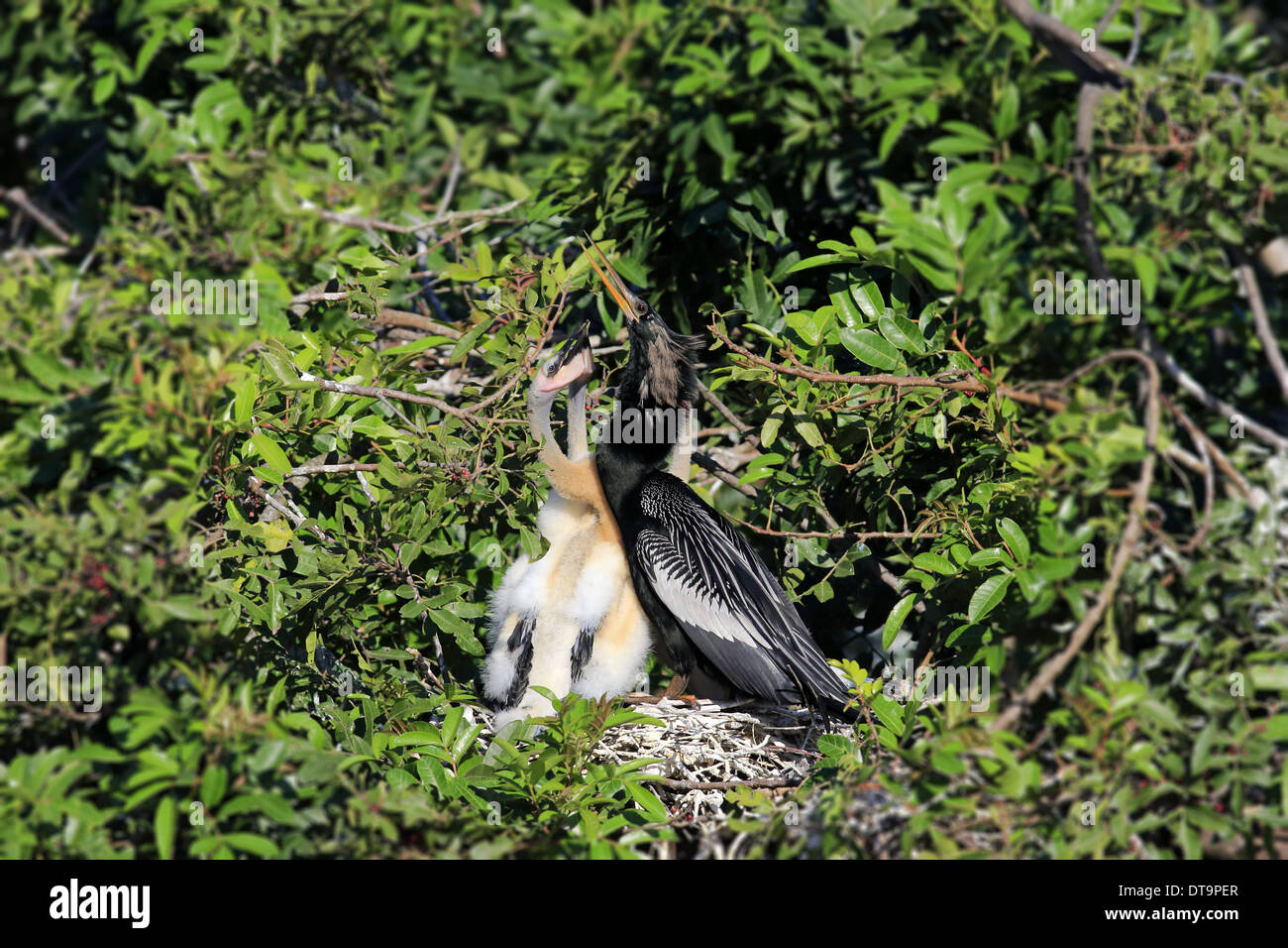 Anhinga (Anhinga Anhinga) Männchen Zucht Gefieder mit Küken im Nest Wakodahatchee Feuchtgebiete Delray Beach Florida Vereinigte Staaten von Amerika Stockfoto