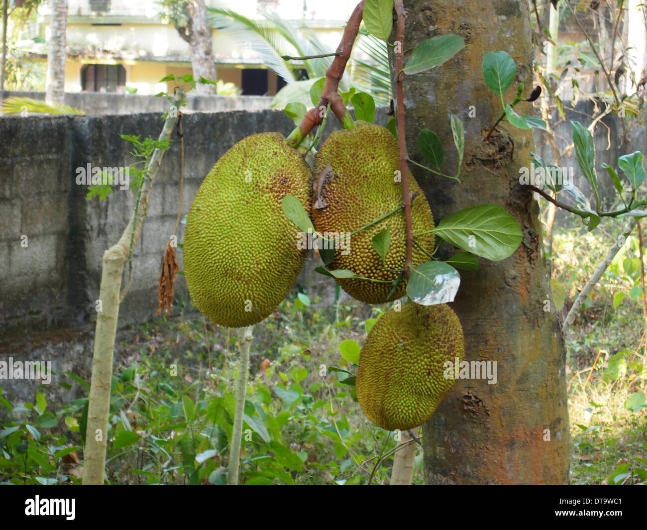 Jackfrucht Stockfoto