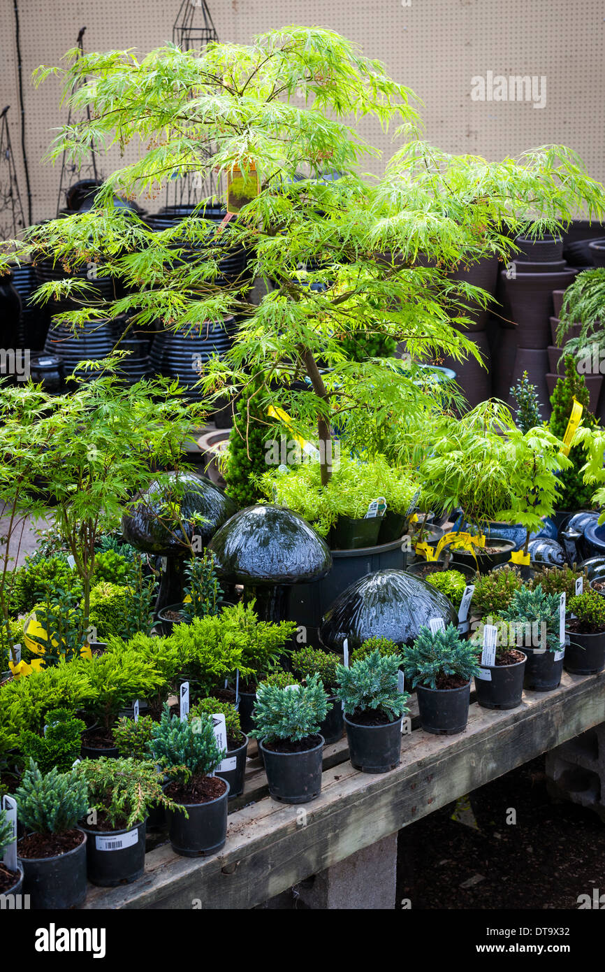Verschiedene Topfpflanzen für den Verkauf in Garten Baumschule Stockfoto