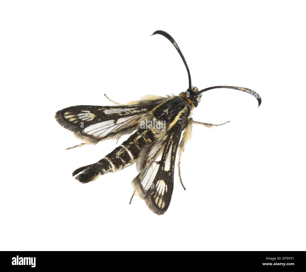 Secondhand-Clearwing - Synansphecia muscaeformis Stockfoto