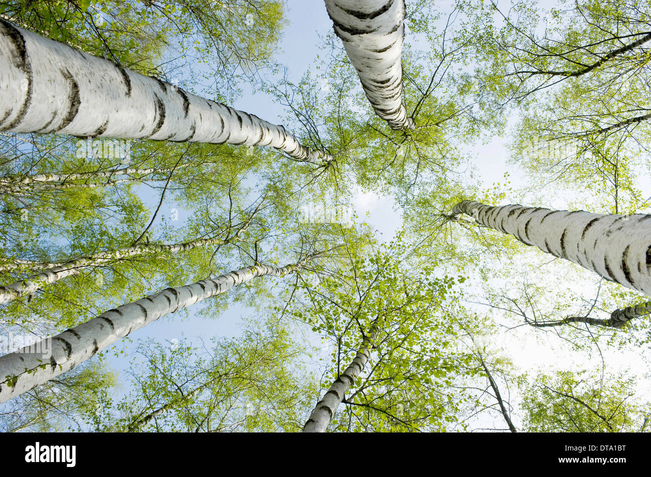 Birkenwald im Frühjahr von unten, North Rhine-Westphalia, Germany Stockfoto