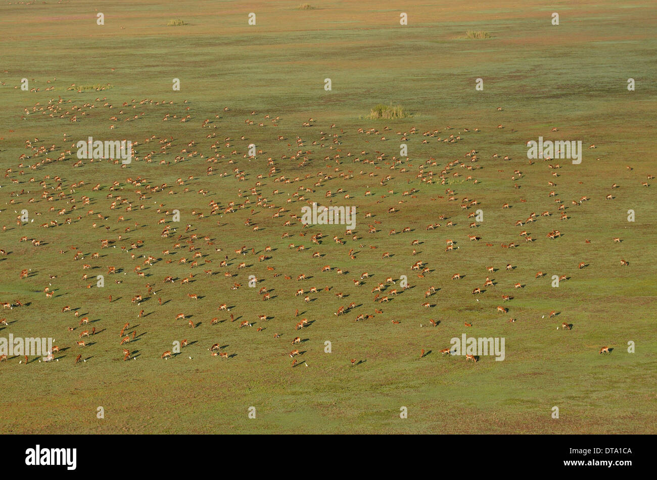 Luftbild, schwarze Lechwes (Kobus Leche Smithemani), Bangweulu Sümpfe, Luapula-Provinz, Sambia Stockfoto