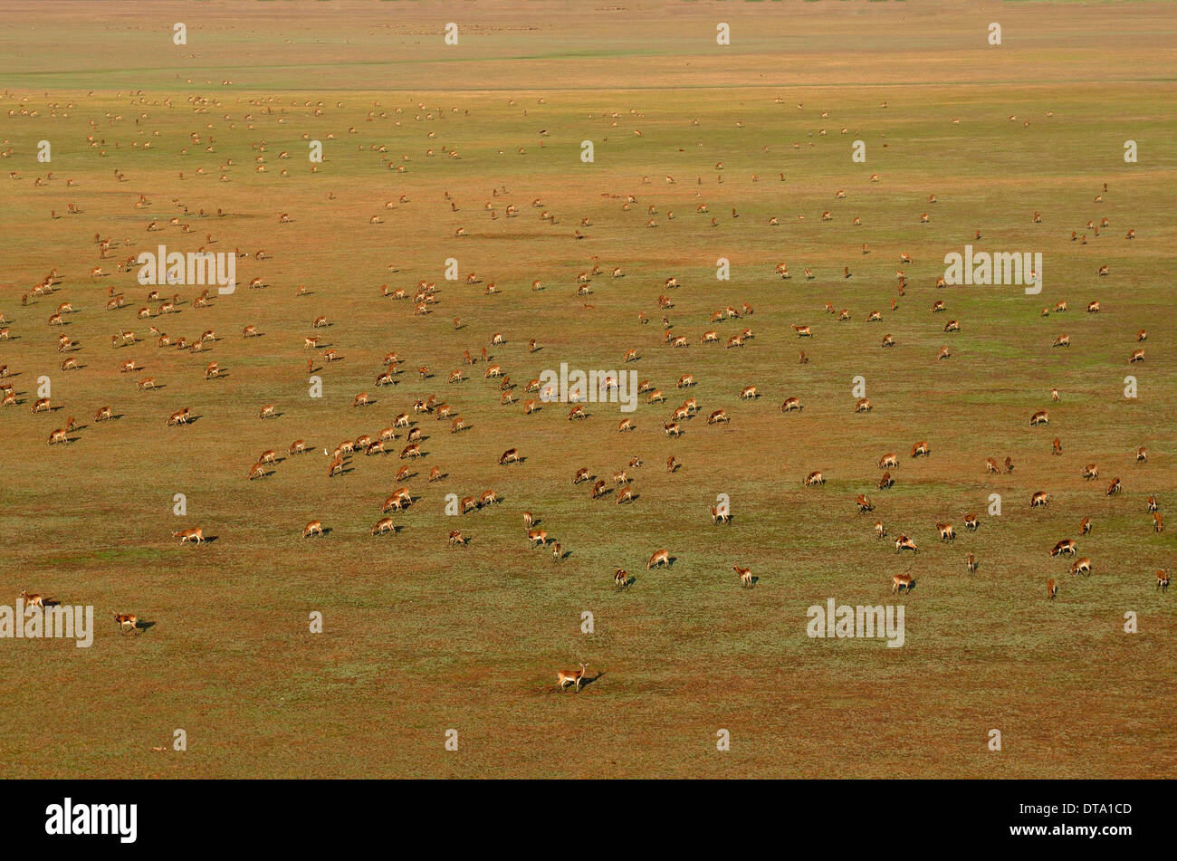 Luftbild, schwarze Lechwes (Kobus Leche Smithemani), Bangweulu Sümpfe, Luapula-Provinz, Sambia Stockfoto