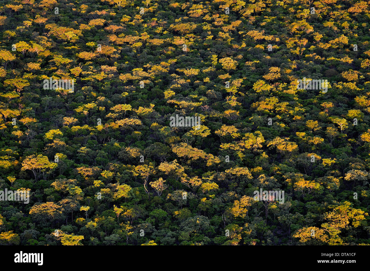 Baumkronen, Luftaufnahme, Kasanka Nationalpark, Serenje District, Central Province, Sambia Stockfoto