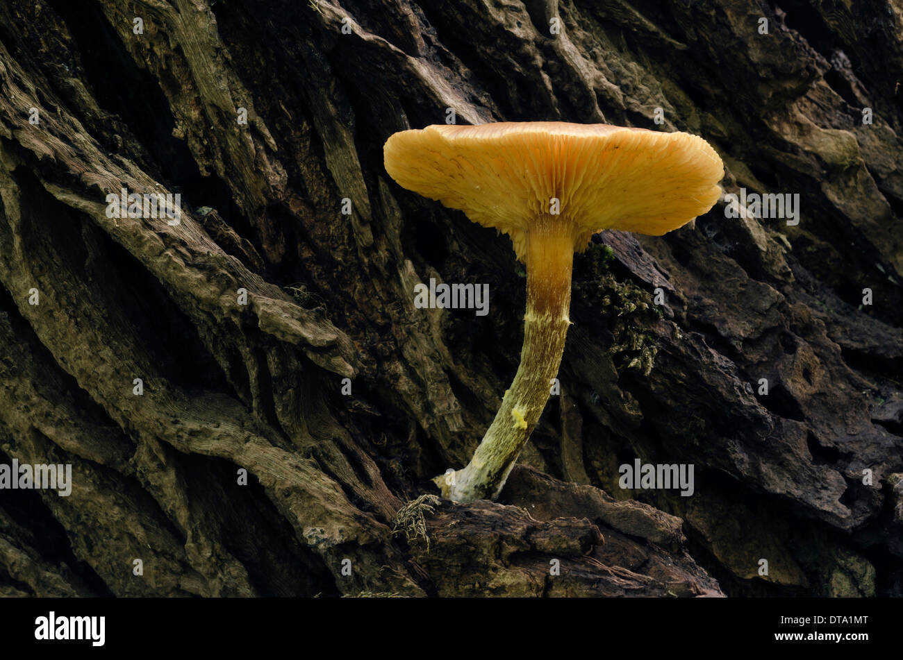 Alten Flammulina Pilz (Flammulina) auf einem Baumstamm, Brandenburg, Deutschland Stockfoto