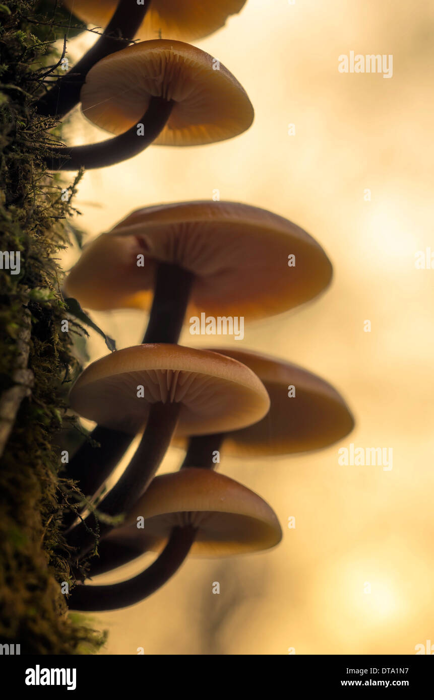 Flammulina Pilz (Flammulina) auf einem Baumstamm, Brandenburg, Deutschland Stockfoto