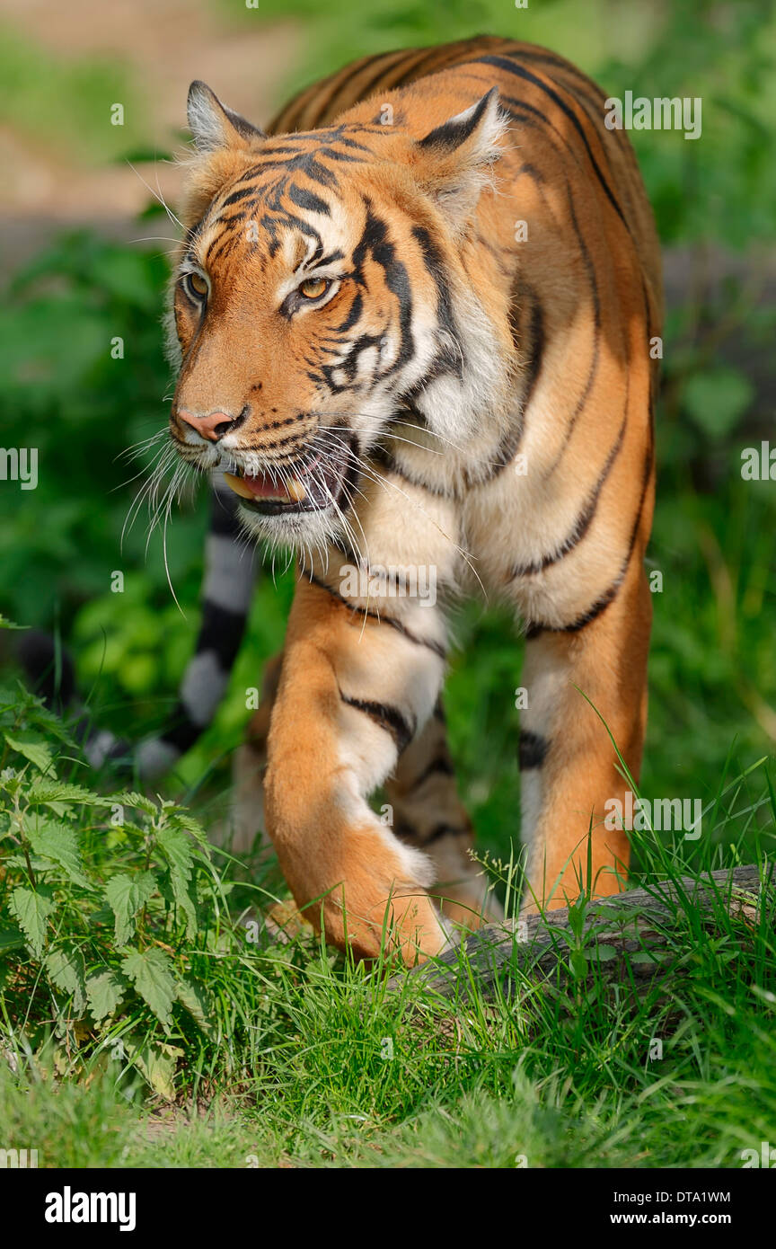 Malayischen Tiger (Panthera Tigris Jacksoni), ursprünglich aus der malaiischen Halbinsel, in Gefangenschaft, Deutschland Stockfoto