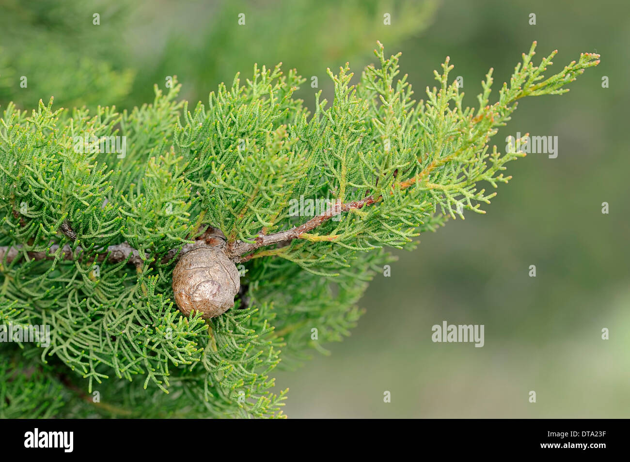 Mittelmeer Zypresse oder Bleistift Kiefer (Cupressus Sempervirens), Zweig mit Zapfen, Provence, Südfrankreich, Frankreich Stockfoto
