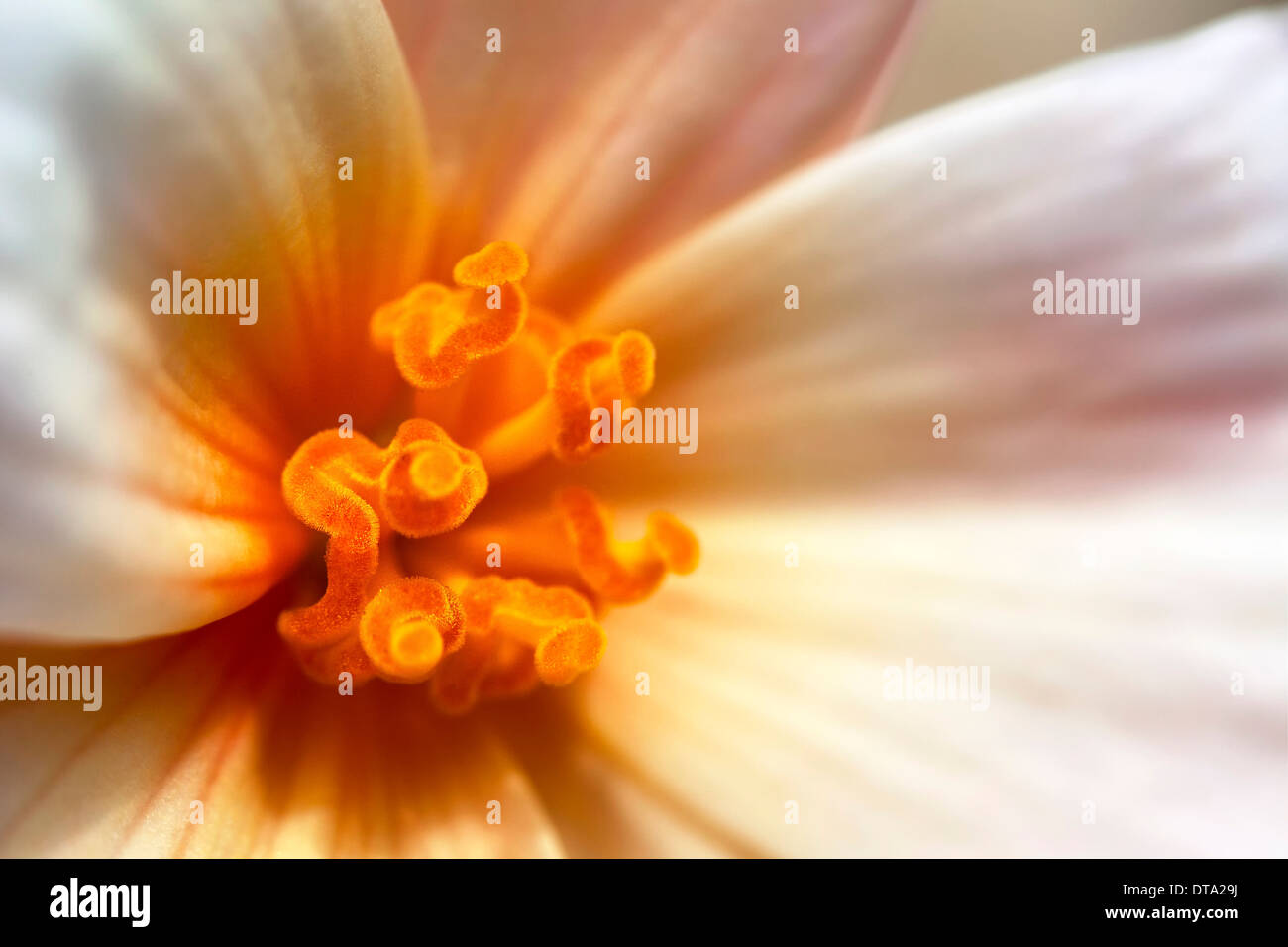 Begonie (Begonia), Blume, Makroaufnahme Stockfoto