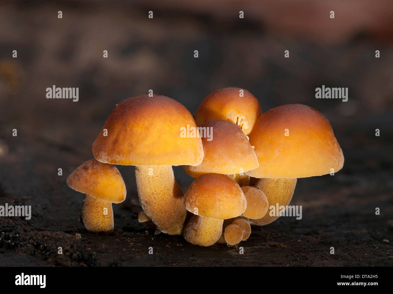 Winter, Pilze oder Wild freien (Flammulina Velutipes), Fruchtbildung Körper Stockfoto