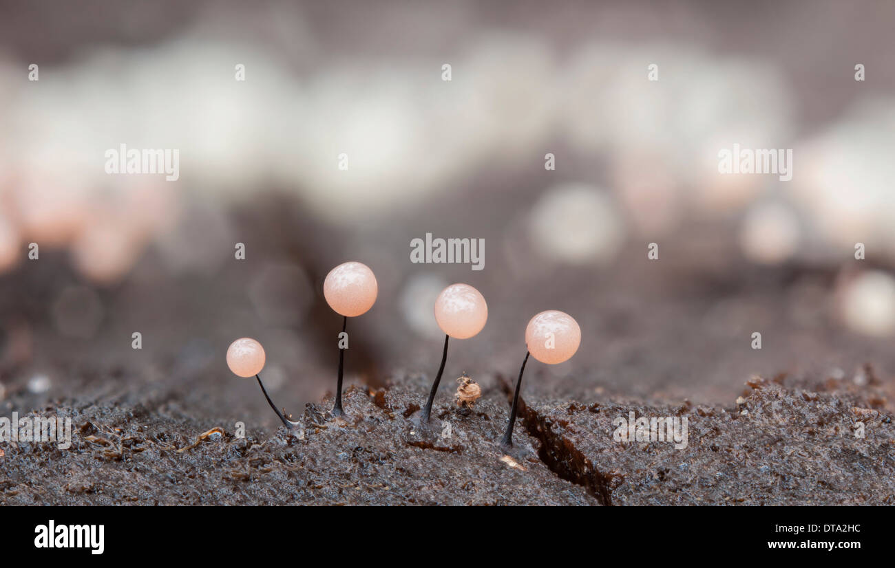 Schleim-Form (Comatricha Nigra) wächst auf nassen Totholz, Rüsselsheim, Hessen, Deutschland Stockfoto