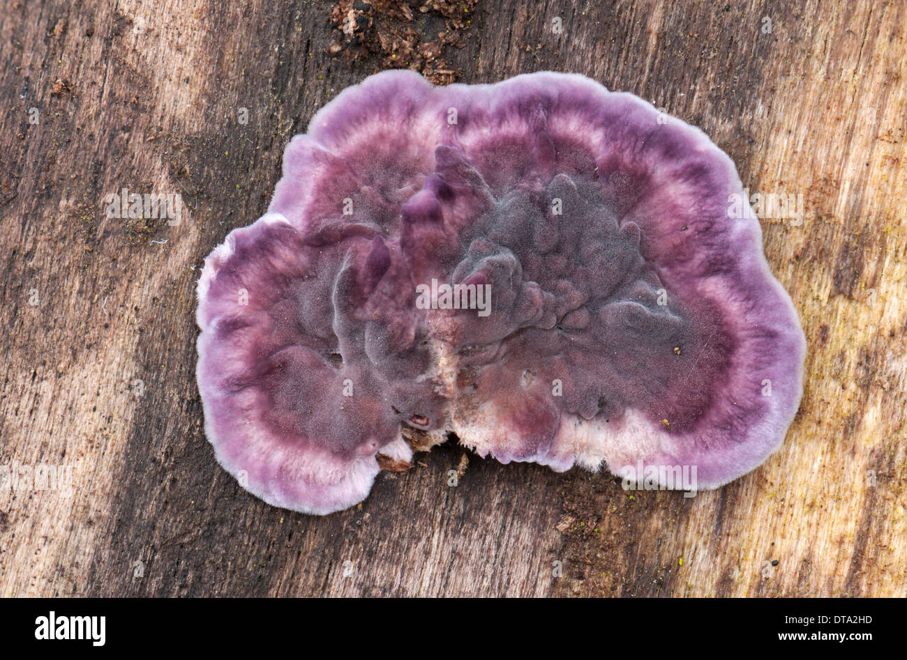 Silverleaf Pilz (Chondrostereum Purpureum), Hessen, Deutschland Stockfoto