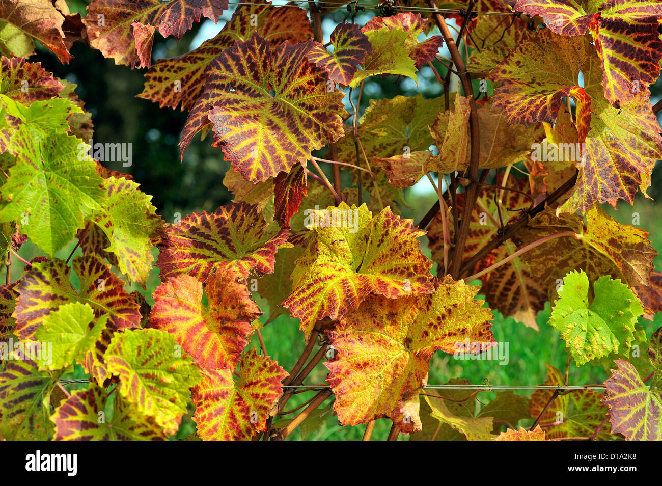 Solaris Weinlaub im Herbst färben, Mainau, Baden-Württemberg, Deutschland Stockfoto