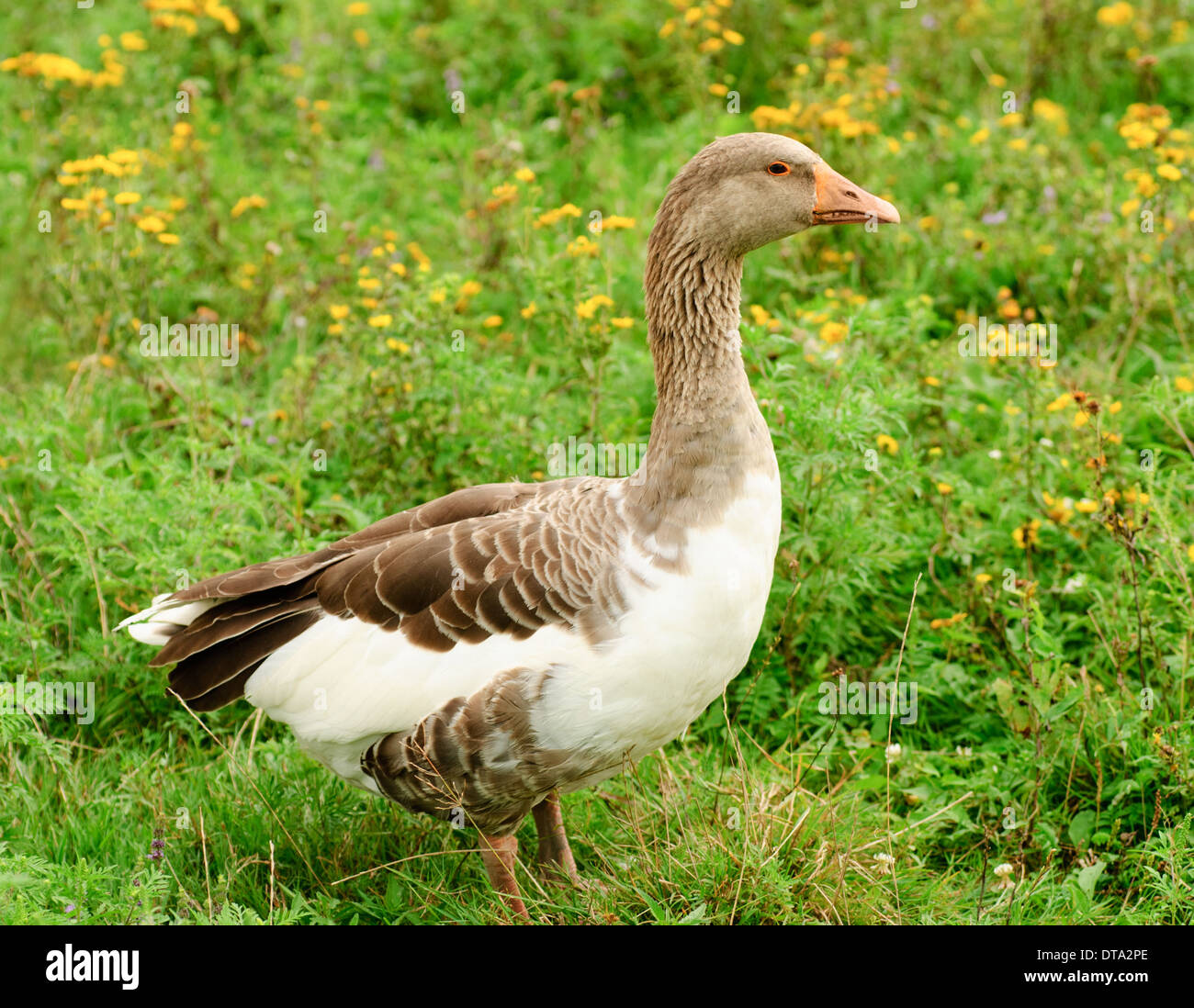 Gänse Weiden auf dem Rasen, Landwirtschaft Stockfoto