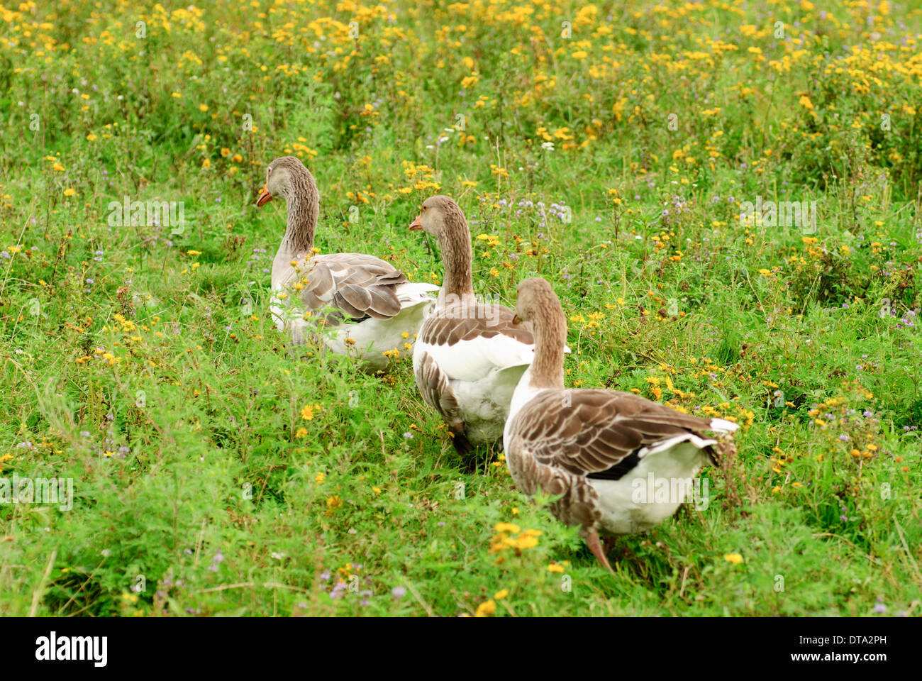 Gänse Weiden auf dem Rasen, Landwirtschaft Stockfoto