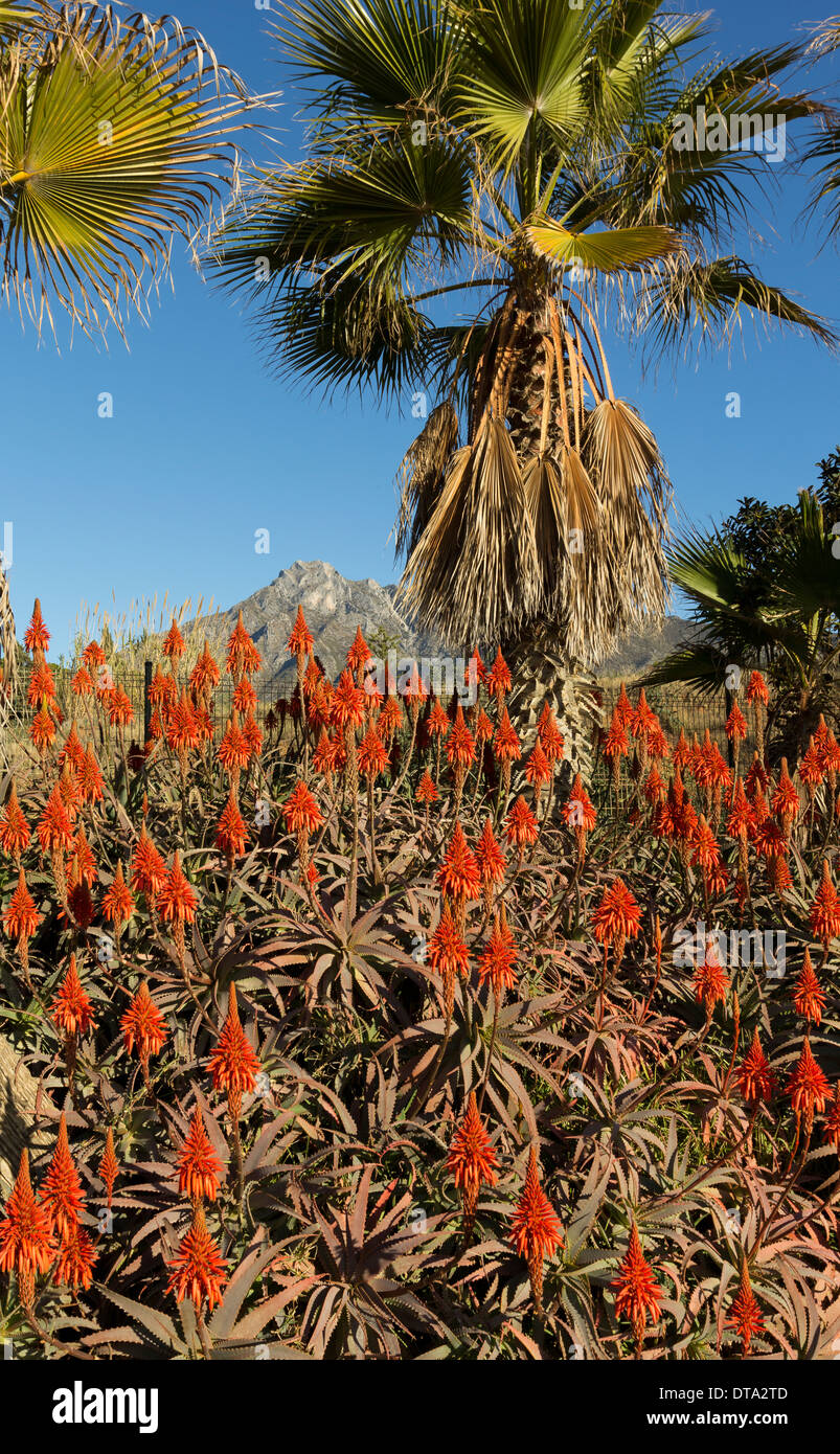 Aloe vera baum -Fotos und -Bildmaterial in hoher Auflsung  Alamy