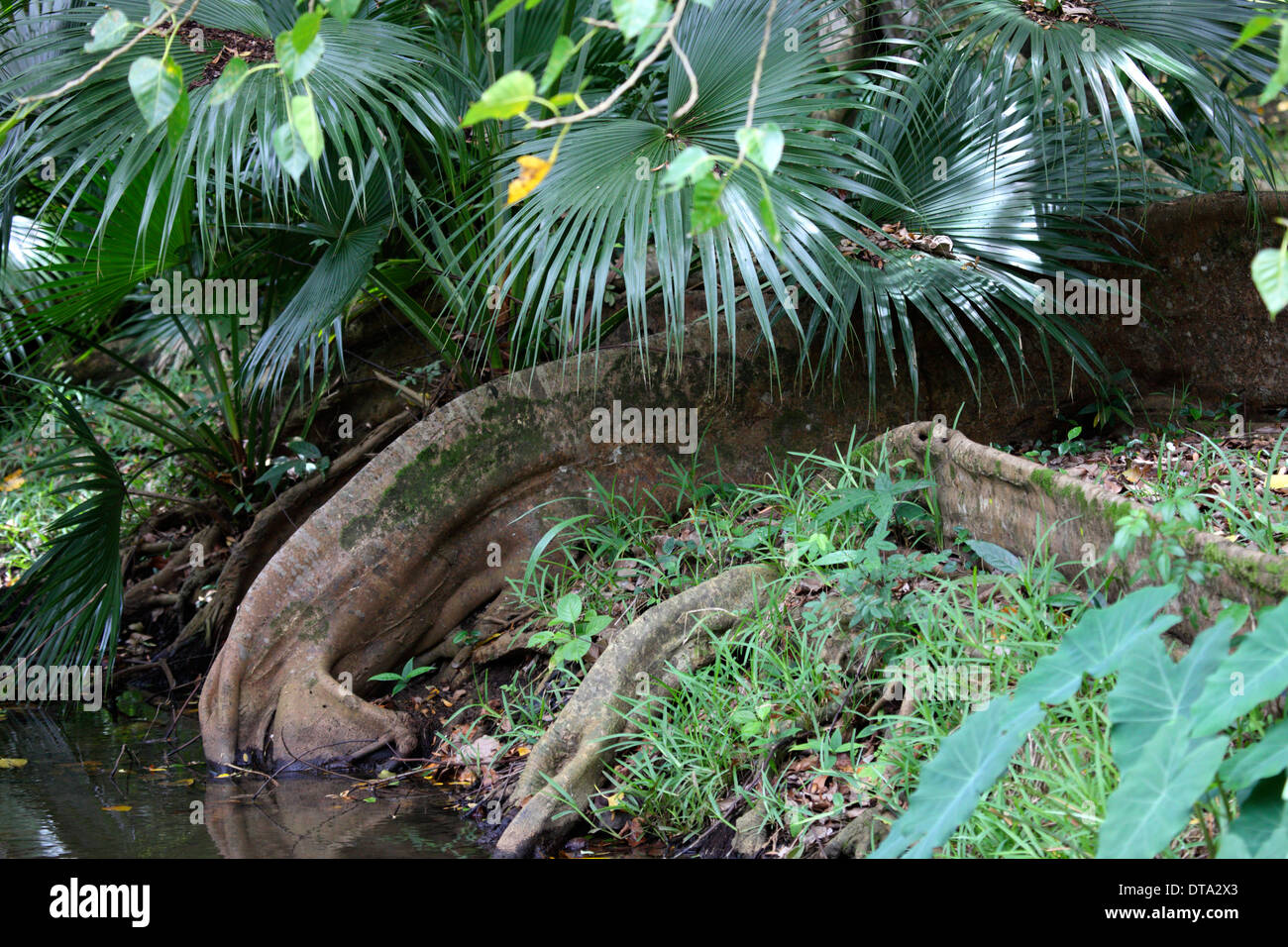 Stamm der Struktur in den Botanischen Garten von Pamplemousses Mauritius kultiviert ähnlich dem Elefanten Rüssel trinken Stockfoto