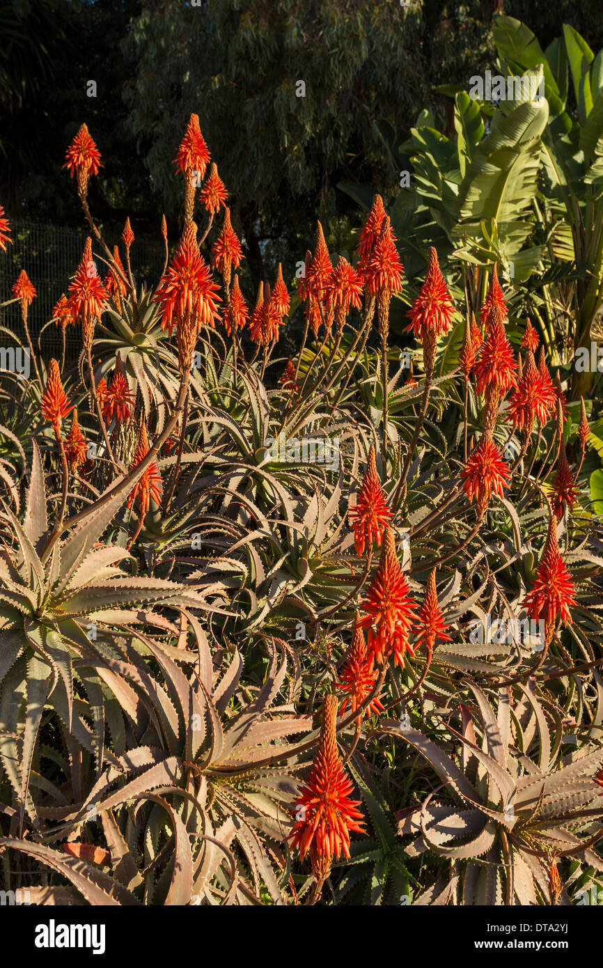 MEDITERRANE ALOE BLUMEN UND PFLANZEN Stockfotografie - Alamy