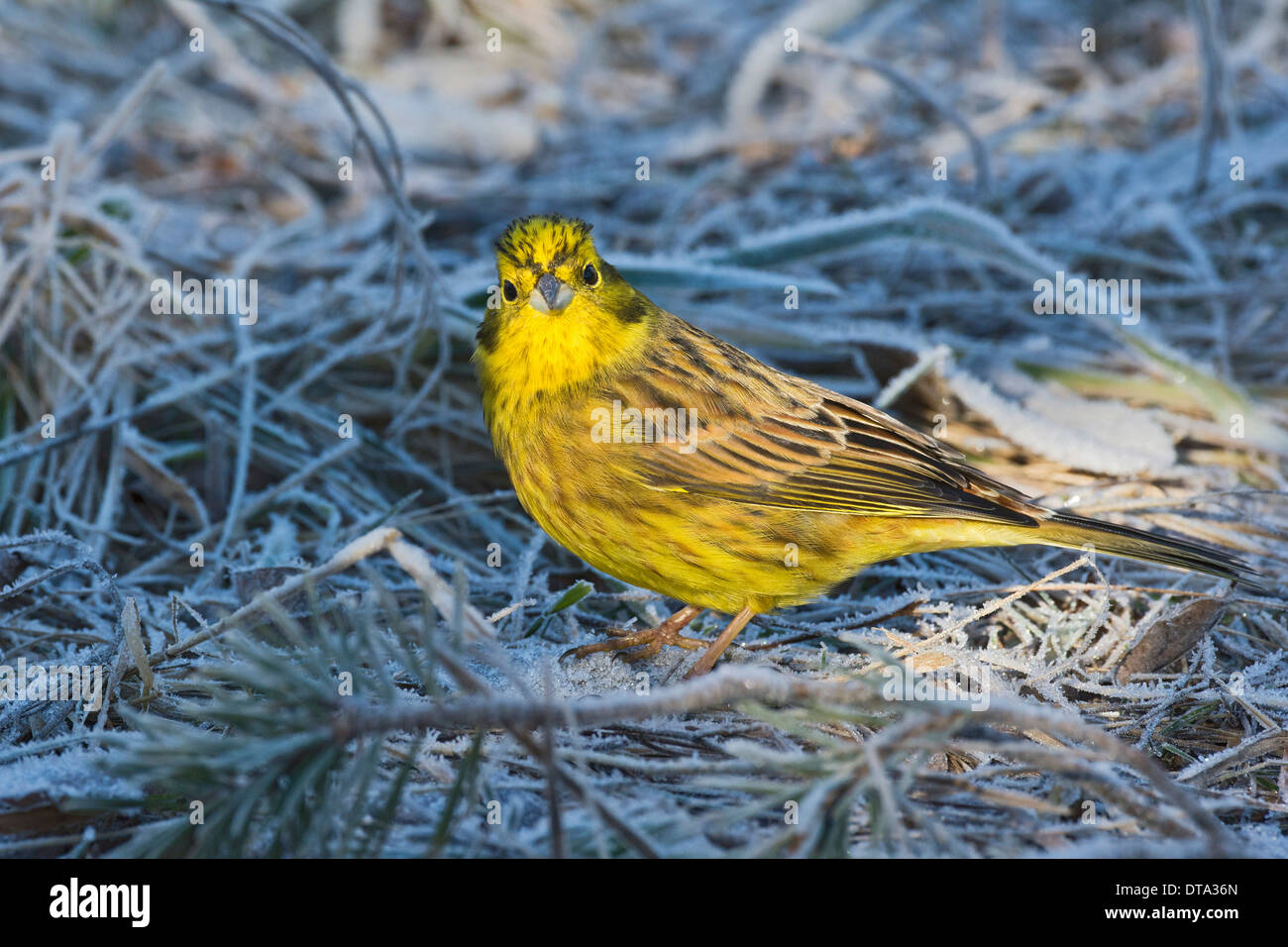 Goldammer (Emberiza Citrinella), Tirol, Österreich Stockfoto