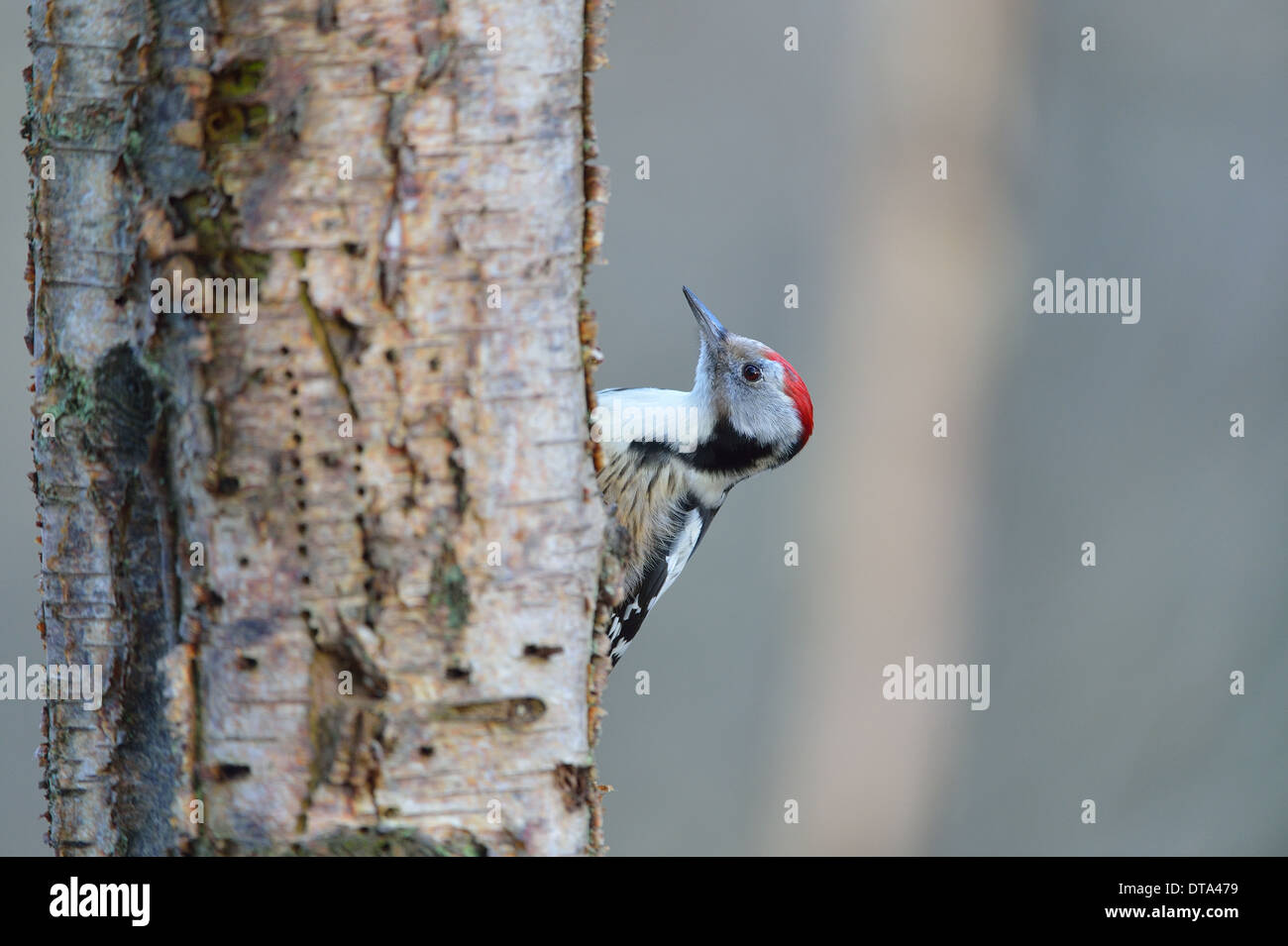 Mittleren Spotted Woodpecker (Dendrocopos Medius) Suche nach Nahrung auf den Stamm der Birke im winter Stockfoto