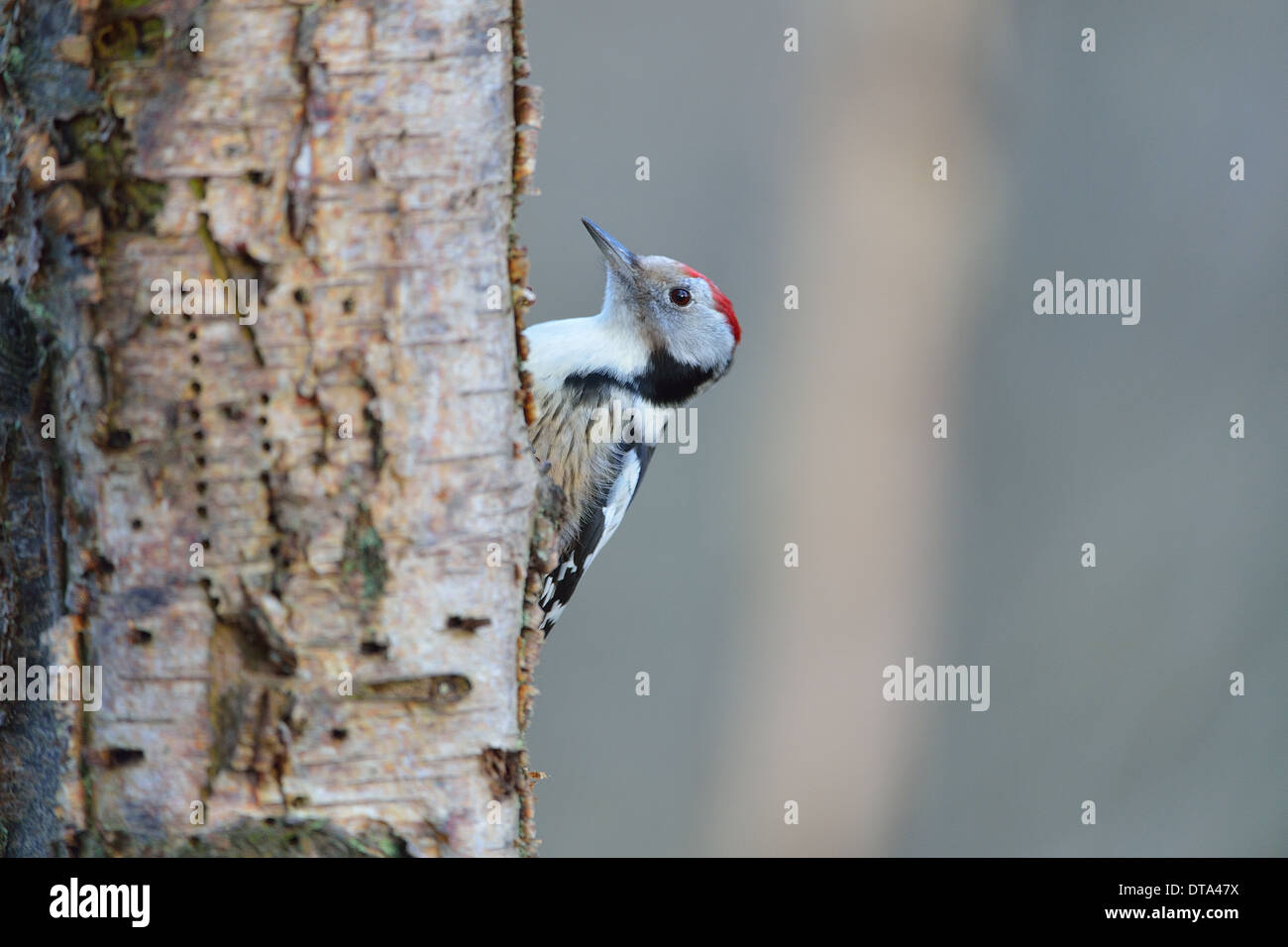 Mittleren Spotted Woodpecker (Dendrocopos Medius) Suche nach Nahrung auf den Stamm der Birke im winter Stockfoto
