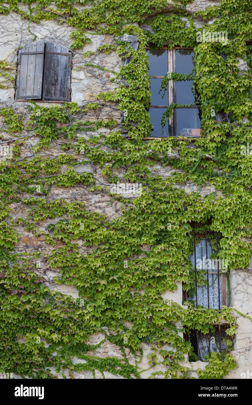 Wand mit Fenster eines Hauses bedeckt mit Efeu, Bussana Vecchia, Sanremo, Ligurien, Italien Stockfoto