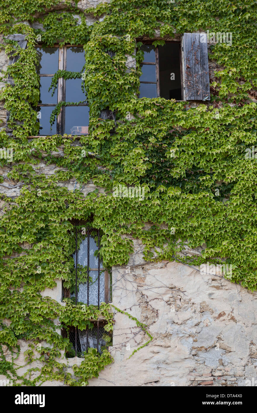 Wand mit Fenster eines Hauses bedeckt mit Efeu, Bussana Vecchia, Sanremo, Ligurien, Italien Stockfoto