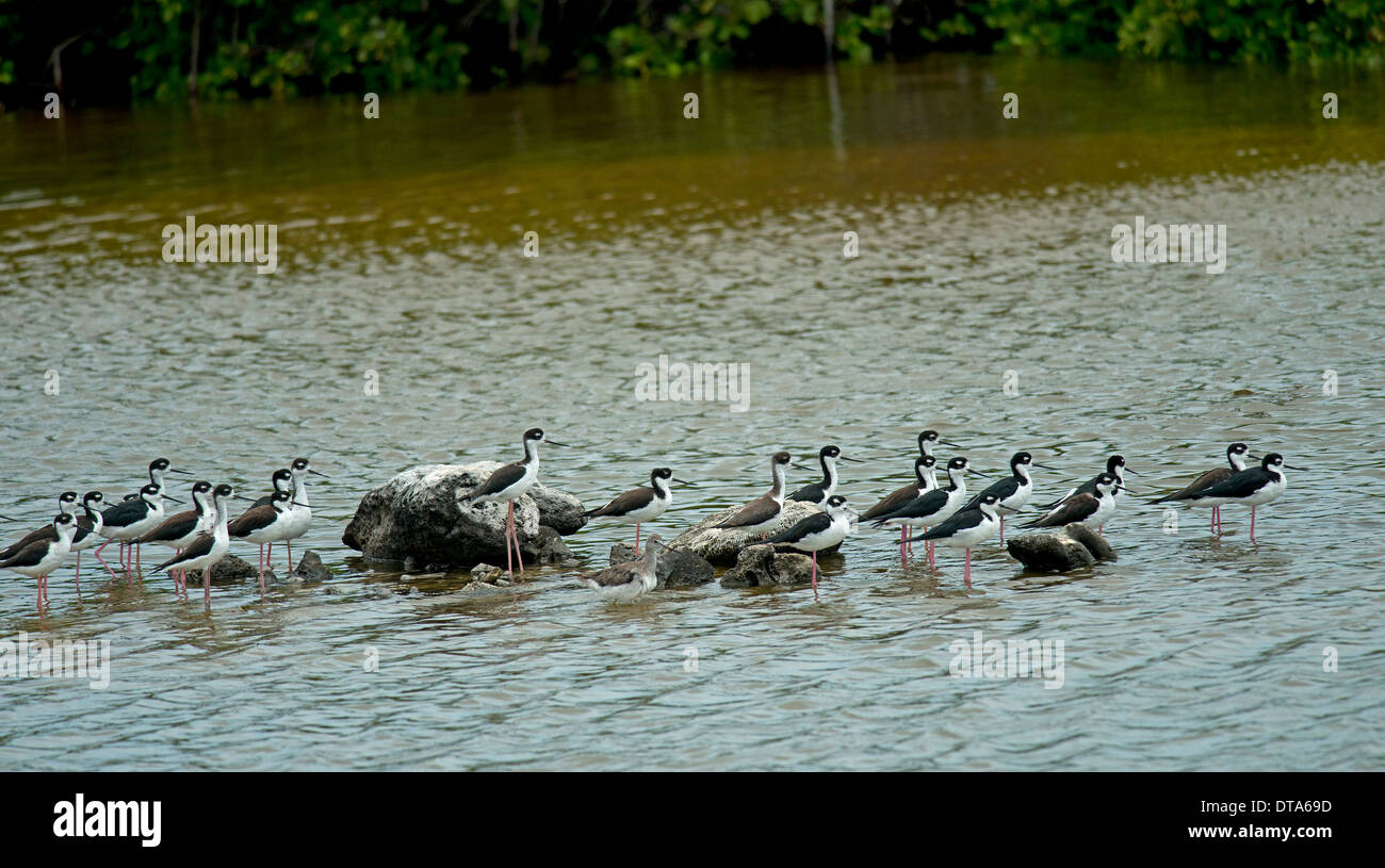 Herde ruht im flachen Wasser mit einem einzigen größeren Yellowlegs. Stockfoto