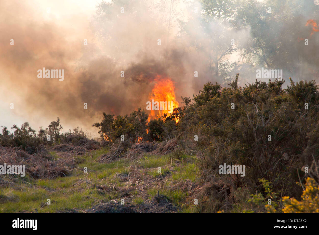 Heide Feuer weit fortgeschritten, mit brennen, Ginster, Bracken und Rasen und verbreiten. Stockfoto