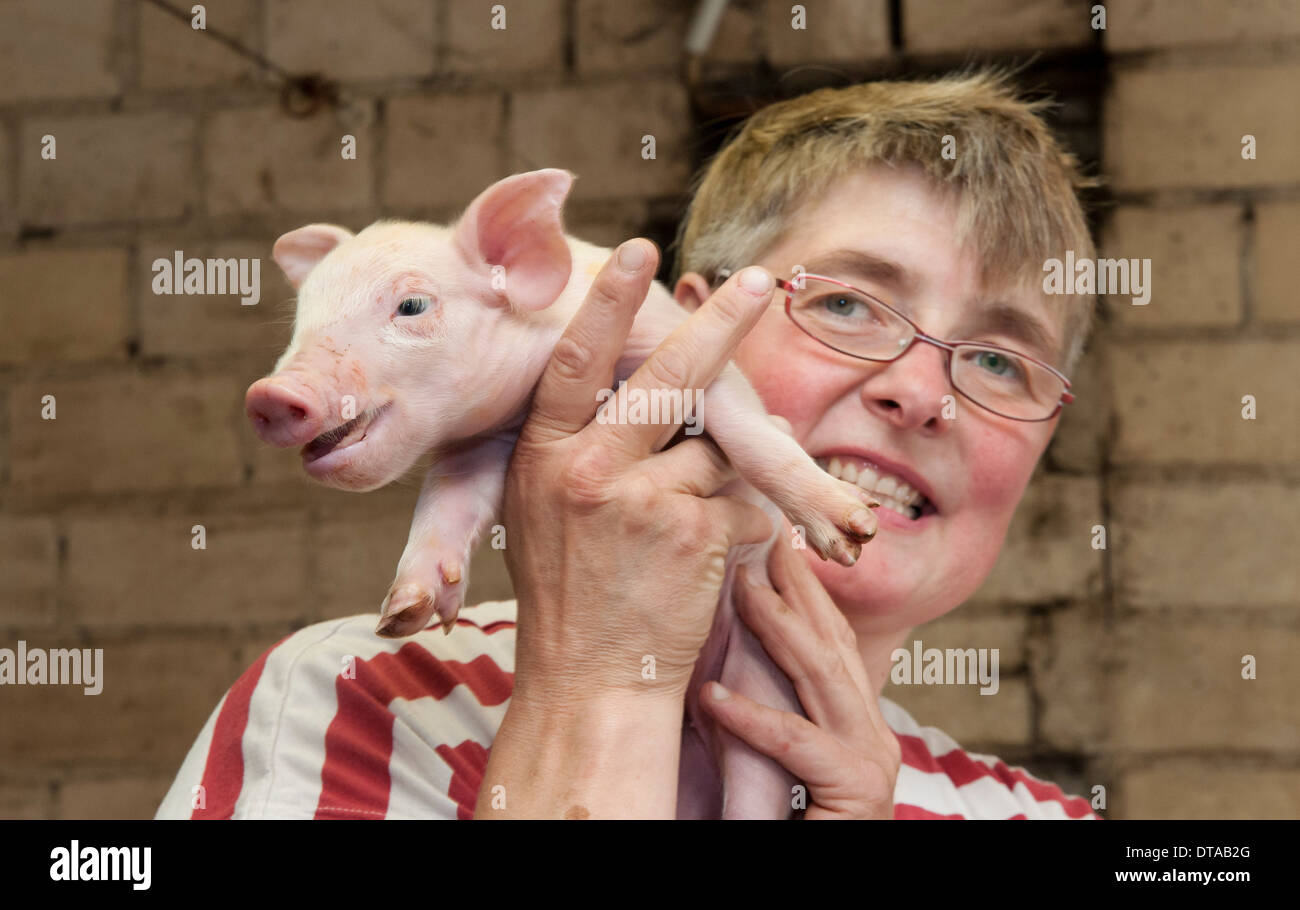 Eine Bäuerin hat einen Tag alt Ferkel in ihren Schweinestall. Stockfoto