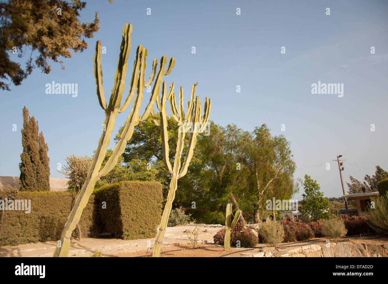 Kakteen in ariden Landschaft, Zypern Stockfoto