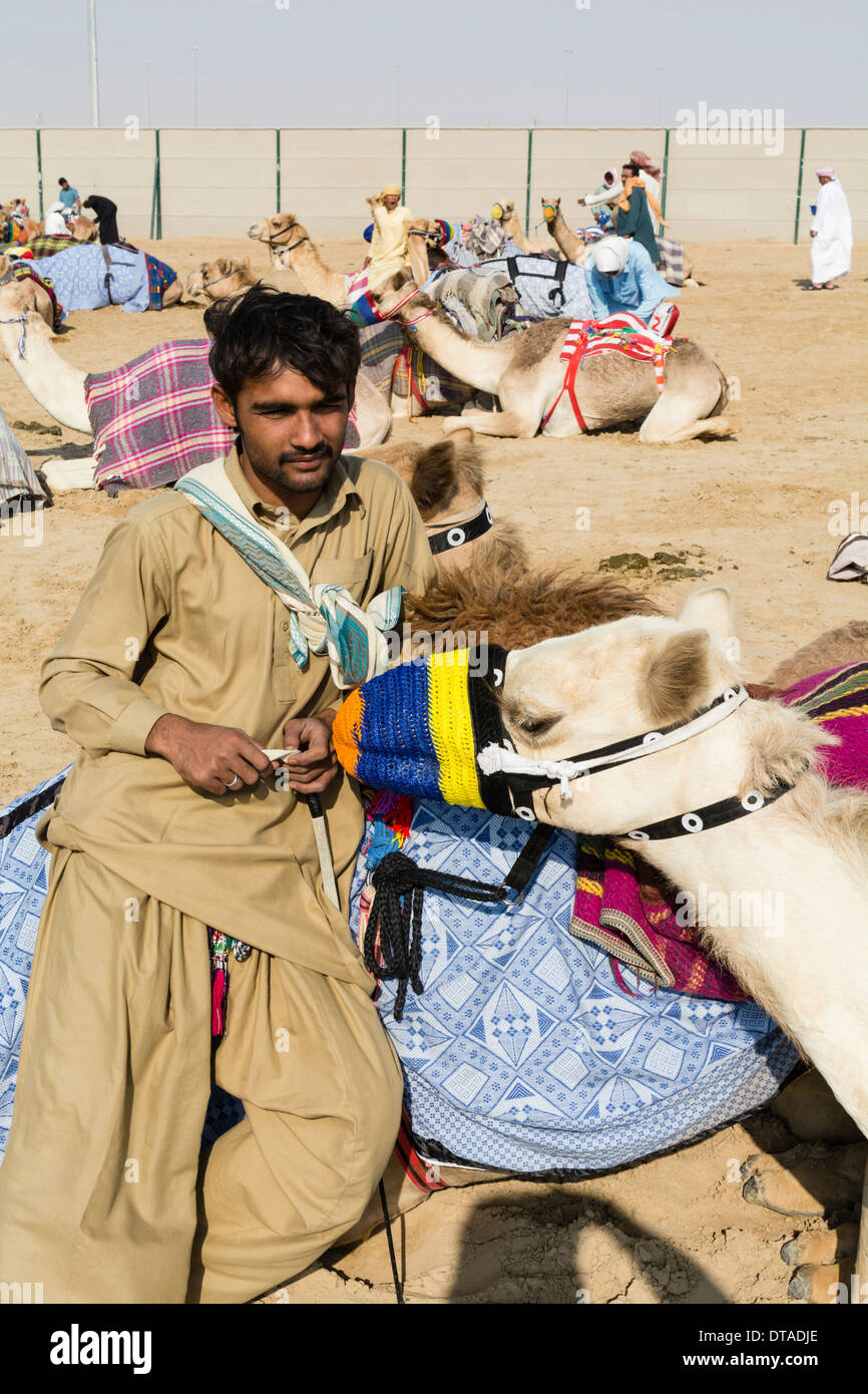 Kamele, die Ruhe vor dem Rennen im Kamelrennen Club in Al Marmoum außerhalb Dubai in Vereinigte Arabische Emirate Stockfoto